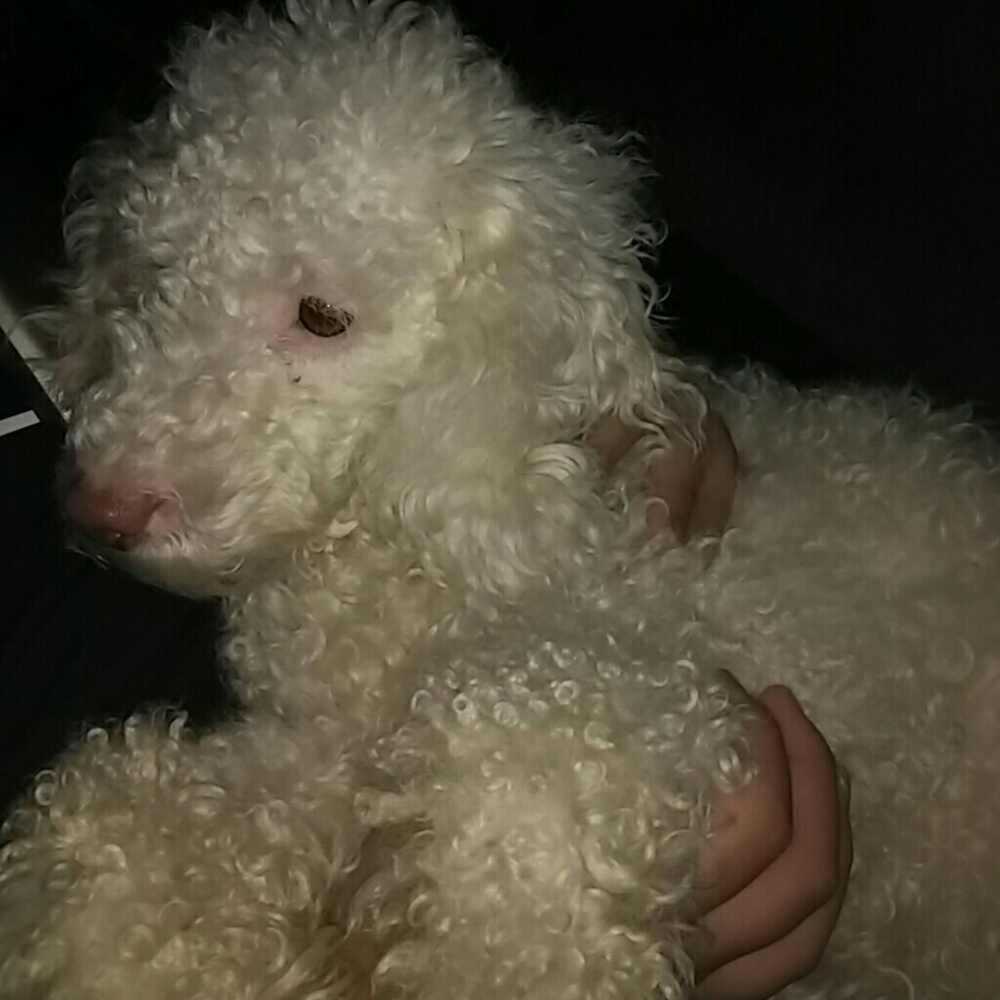 Meet your Posher, Natalia