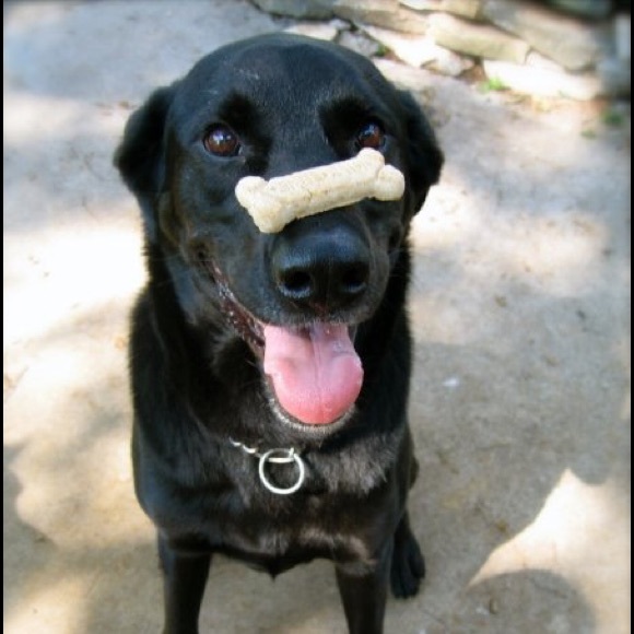 Meet your Posher, Rachel - Picture 3 of 4