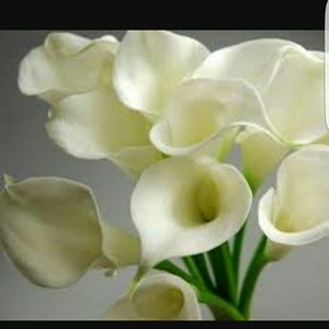 Meet your Posher, Alma