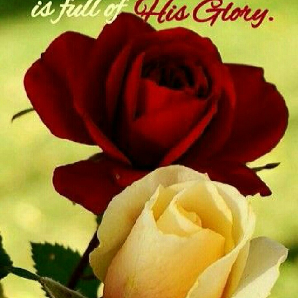 Meet your Posher, Shereene