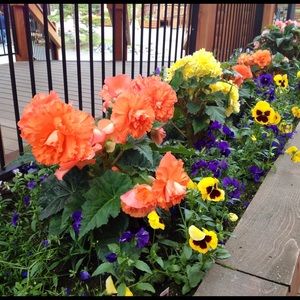 Meet your Posher, Robin