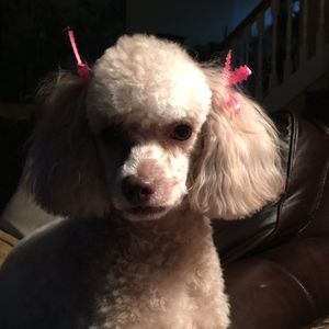 Meet your Posher, Patty