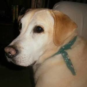 Meet your Posher, Sandy