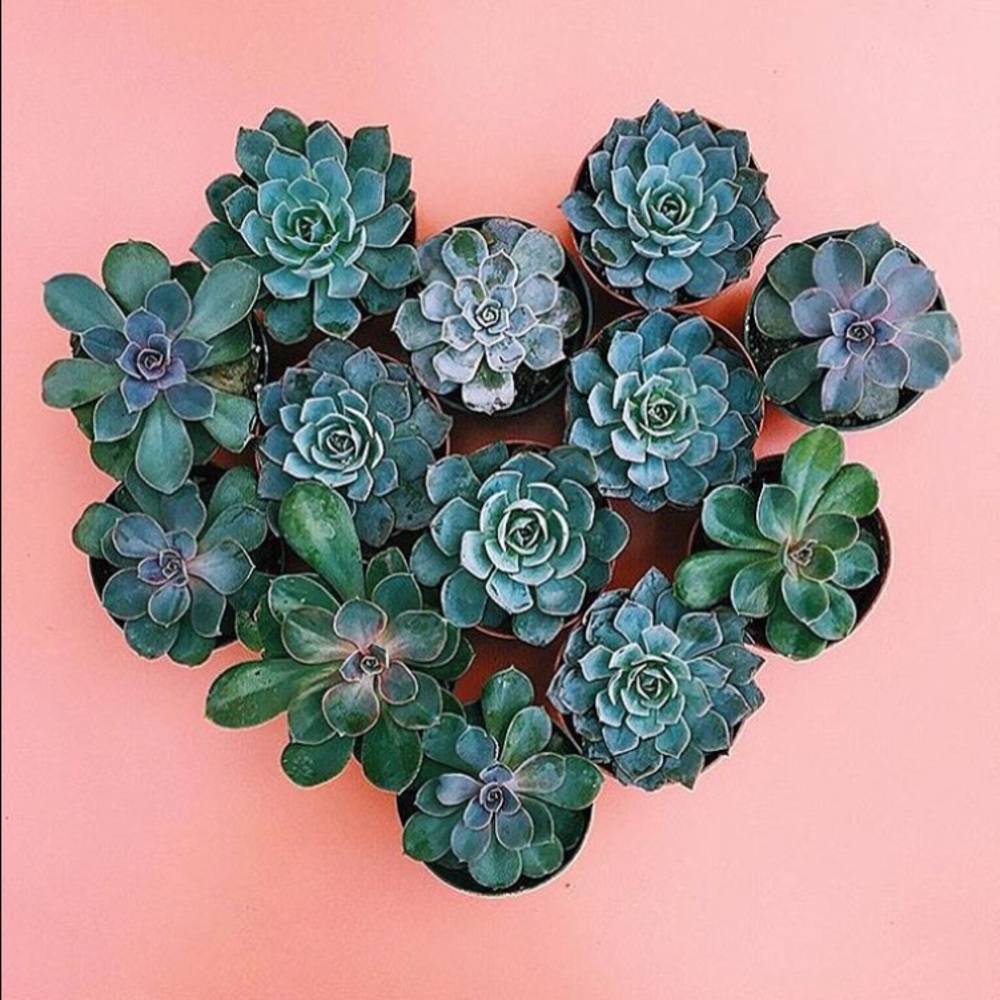 Meet your Posher, Ella