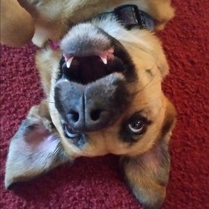 Meet your Posher, Abby