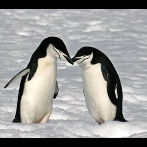 Meet your Posher, Lacy