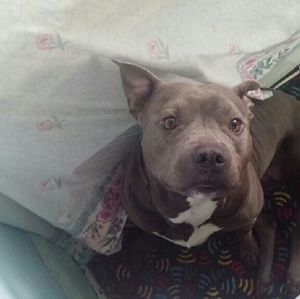 Meet your Posher, Toya