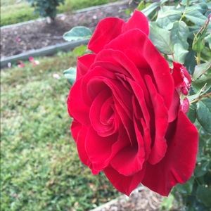 Meet your Posher, Joanna