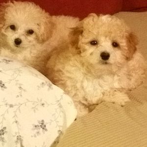 Meet your Posher, Carol