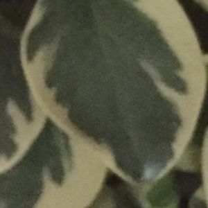 Meet your Posher, Ella