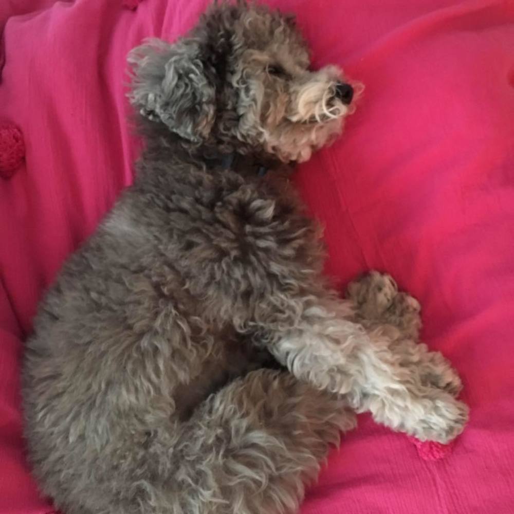 Meet your Posher, Kelly