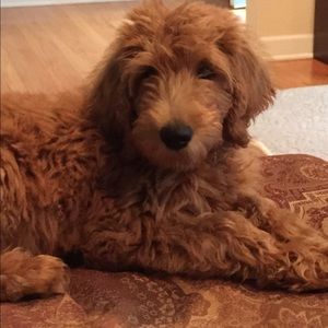 Meet your Posher, Jeffrey