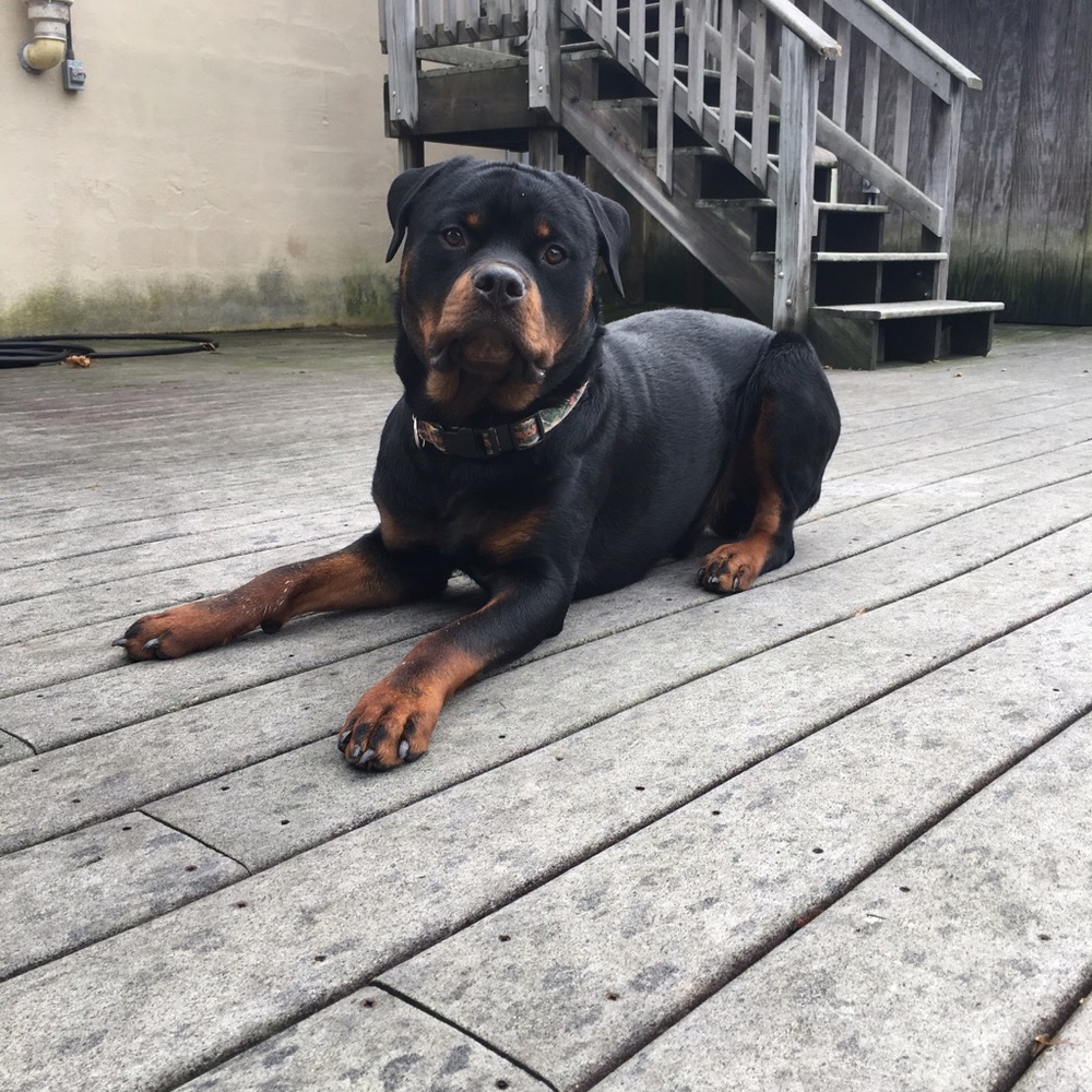 Meet your Posher, Amanda