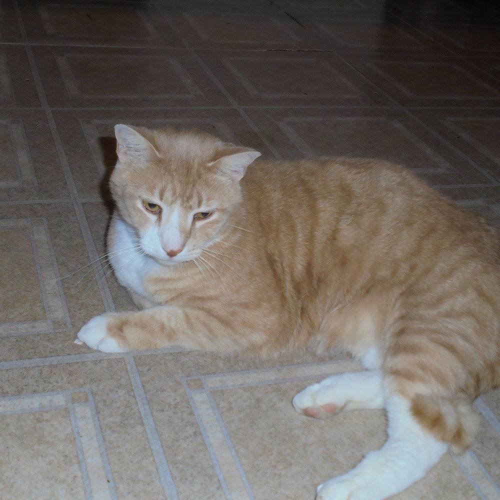 Meet your Posher, Tamara