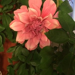 Meet your Posher, Veronica