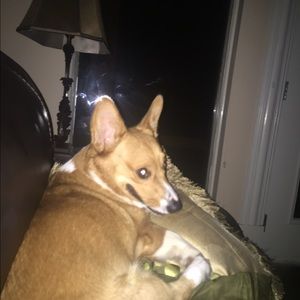 Meet your Posher, Renee