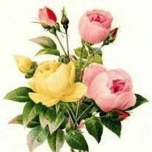 Meet your Posher, Norma