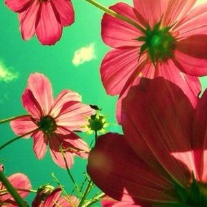 Meet your Posher, Ella