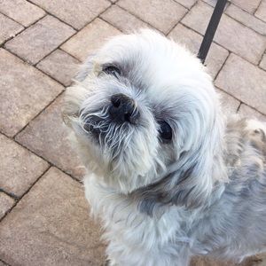 Meet your Posher, Maggie