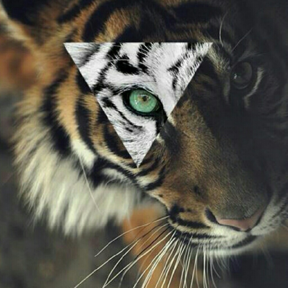 Meet your Posher, Bailey