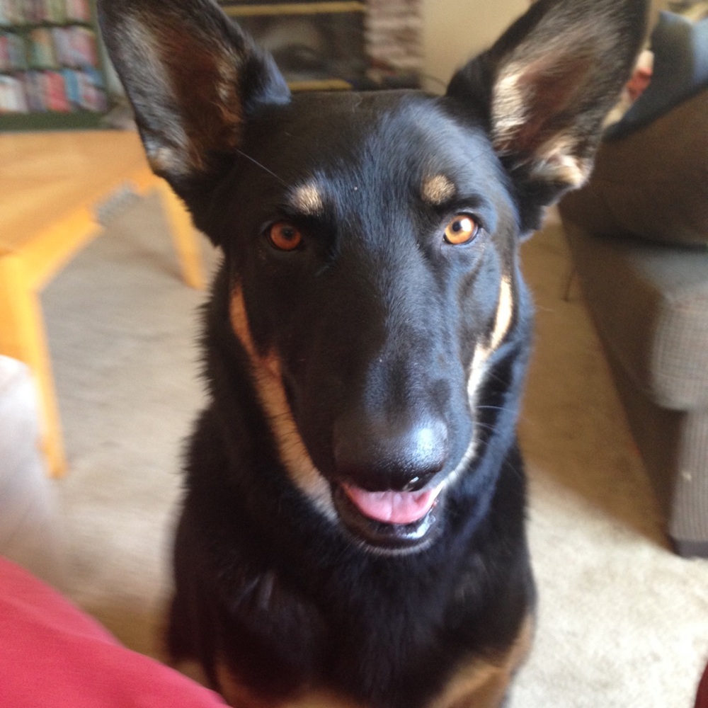 Meet your Posher, Susan