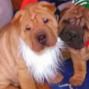 Meet your Posher, Cheryl