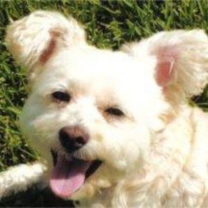 Meet your Posher, Thomas