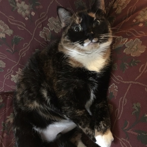 Meet your Posher, Kylee - Picture 1 of 1