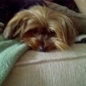 Meet your Posher, Nancy