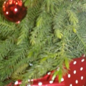 Meet your Posher, Pxridise