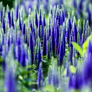 Meet your Posher, Ella