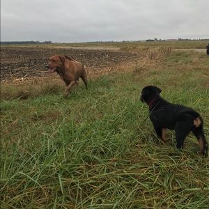 Meet your Posher, Lara