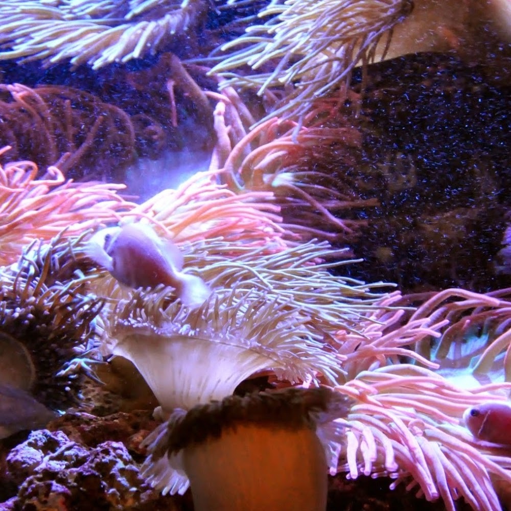 Meet your Posher, Sy