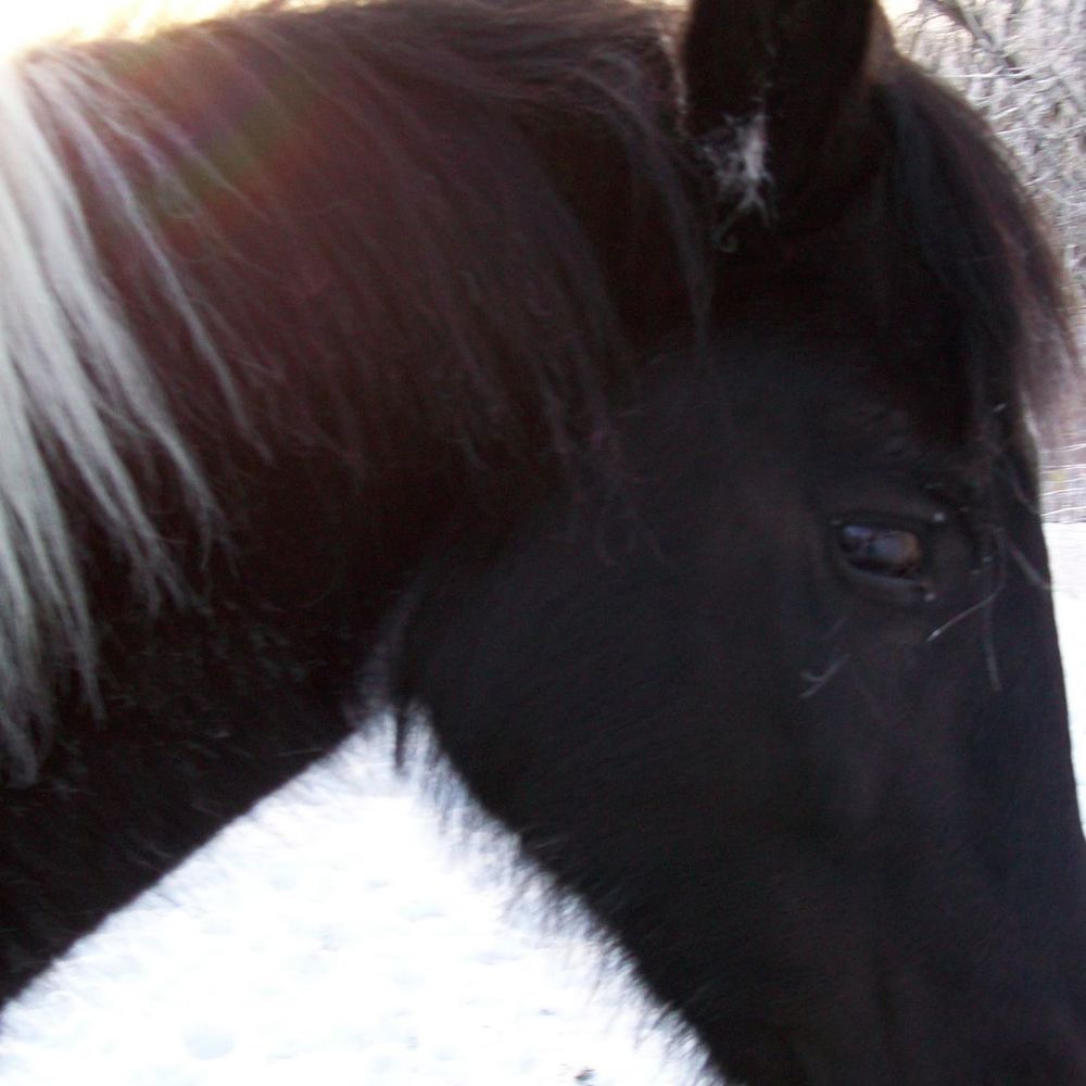 Meet your Posher, Ned