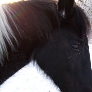 Meet your Posher, Ned