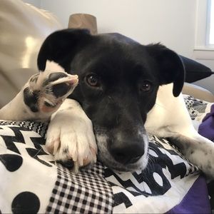 Meet your Posher, Crystal