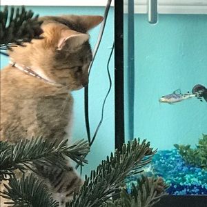 Meet your Posher, Barbianne