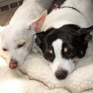 Meet your Posher, Dorene