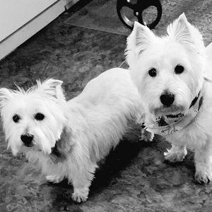 Meet your Posher, Cricket