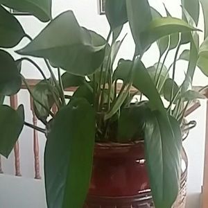 Meet your Posher, Eva