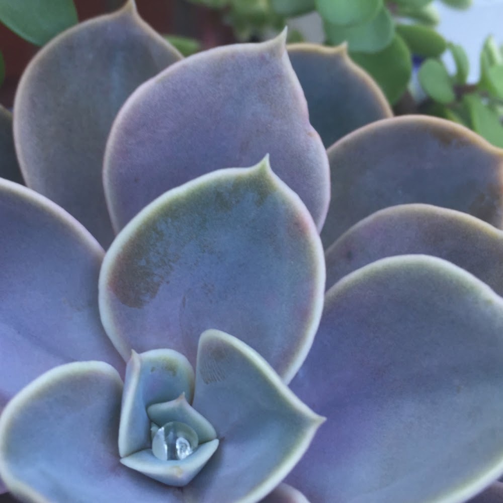 Meet your Posher, Ruthie