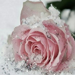 Meet your Posher, Terrie