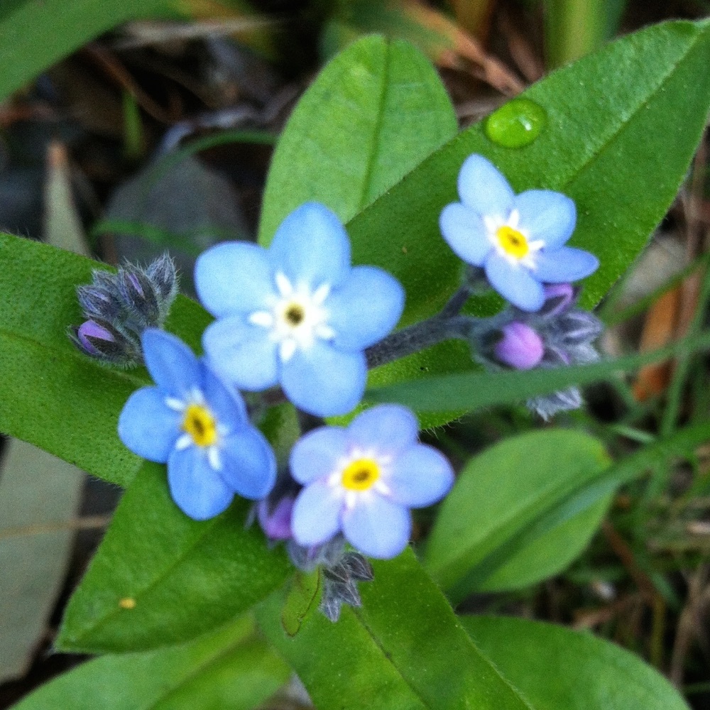 Meet your Posher, Allison