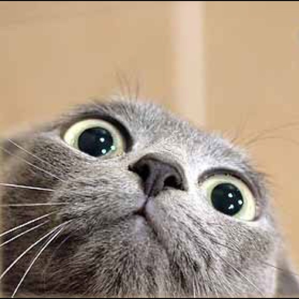 Meet your Posher, Kat