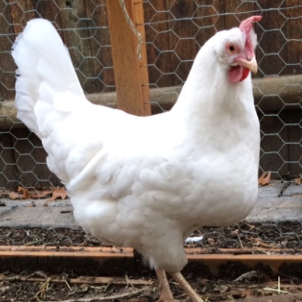 Meet your Posher, Sharon