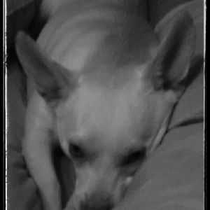 Meet your Posher, Vanessa