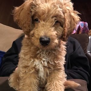 Meet your Posher, Jenny