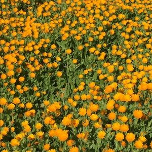 Meet your Posher, Eileen