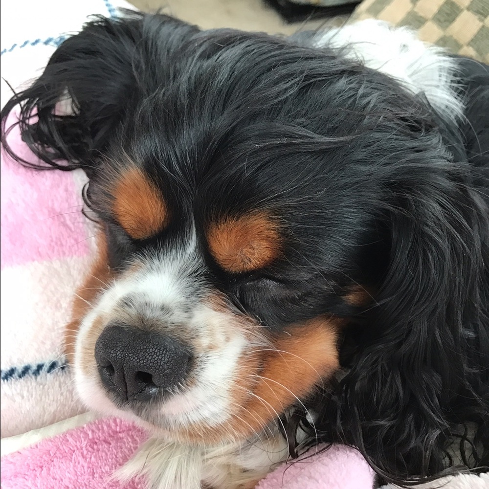 Meet your Posher, Amy