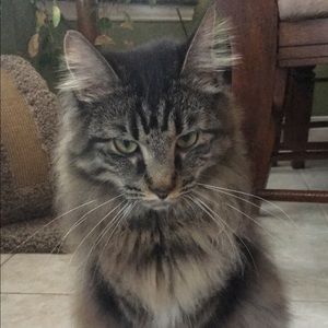 Meet your Posher, Sierra